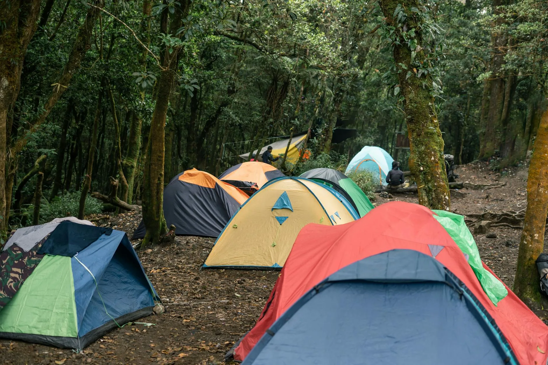 Camping tent sheltered by trees on a hillside in windy conditions