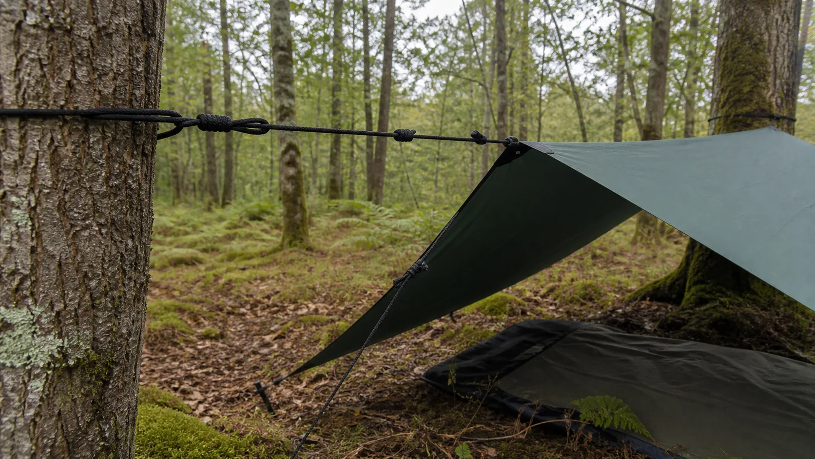 Tarp ridgeline tied between trees above a woodland shelter